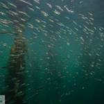 Jess Newley/Contributed photo                                Pacific herring off of San Juan Island.