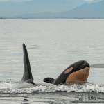 Sara Hysong-Shimazu, Mayas Legacy and the Pacific Whale Watch Association/contributed photo                                Above: Tahlequahs (J35) new calf J57 is a boy.