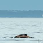 Sara Hysong-Shimazu, Mayas Legacy and the Pacific Whale Watch Association/contributed photo                                Above: Tahlequahs (J35) new calf J57 is a boy.