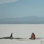 Sara Hysong-Shimazu, Mayas Legacy and the Pacific Whale Watch Association/contributed photo                                Above: Tahlequahs (J35) new calf J57 is a boy.