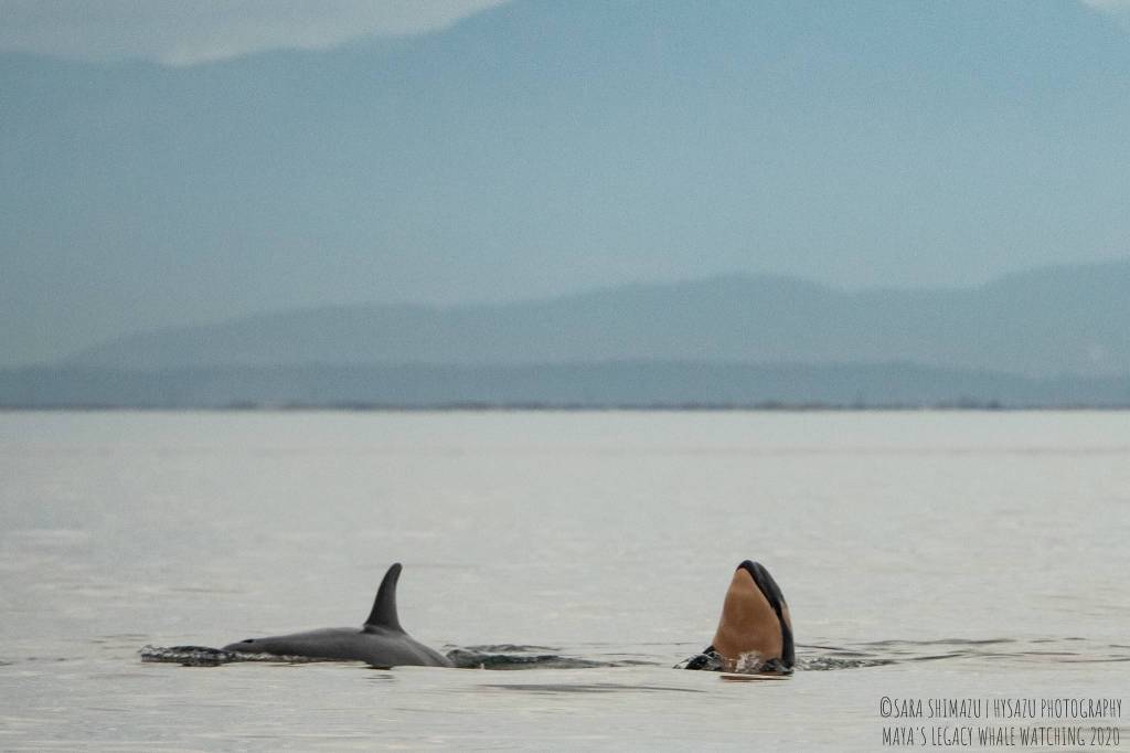 Sara Hysong-Shimazu, Mayas Legacy and the Pacific Whale Watch Association/contributed photo                                Above: Tahlequahs (J35) new calf J57 is a boy.