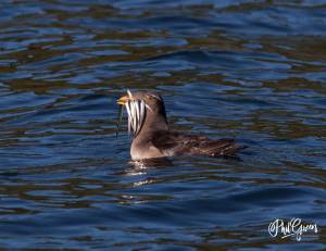 (Phil Green Photography/contributed photo)