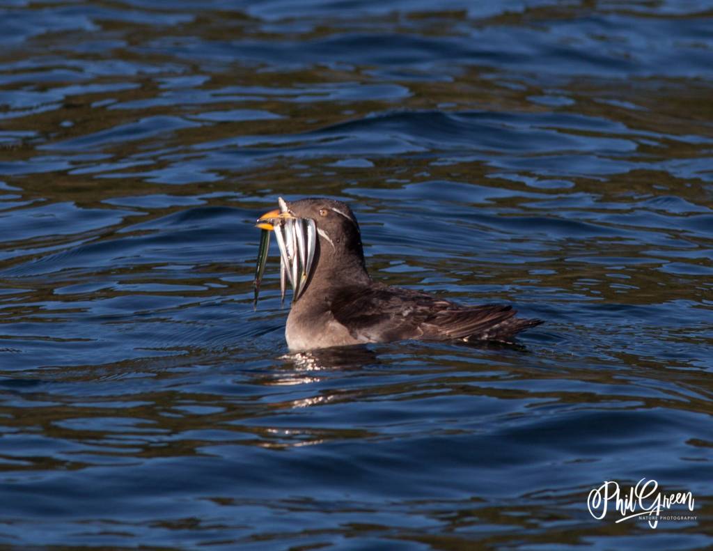 (Phil Green Photography/contributed photo)