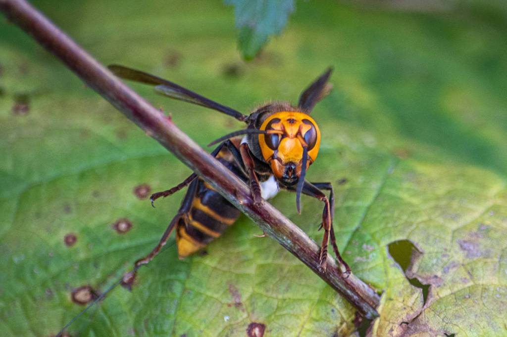 With tiny trackers attached to three Asian giant hornet, researchers were able to track the individuals back to their nest, which is believed to have been successfully eradicated on Oct. 24. (Sheri Hartman, Washington State Department of Agriculture/contributed photo)