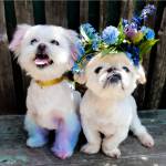 Some of Brittany's dogs.