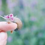 A snail from one of Brittany's videos.