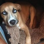 Hocus at home on Lopez.