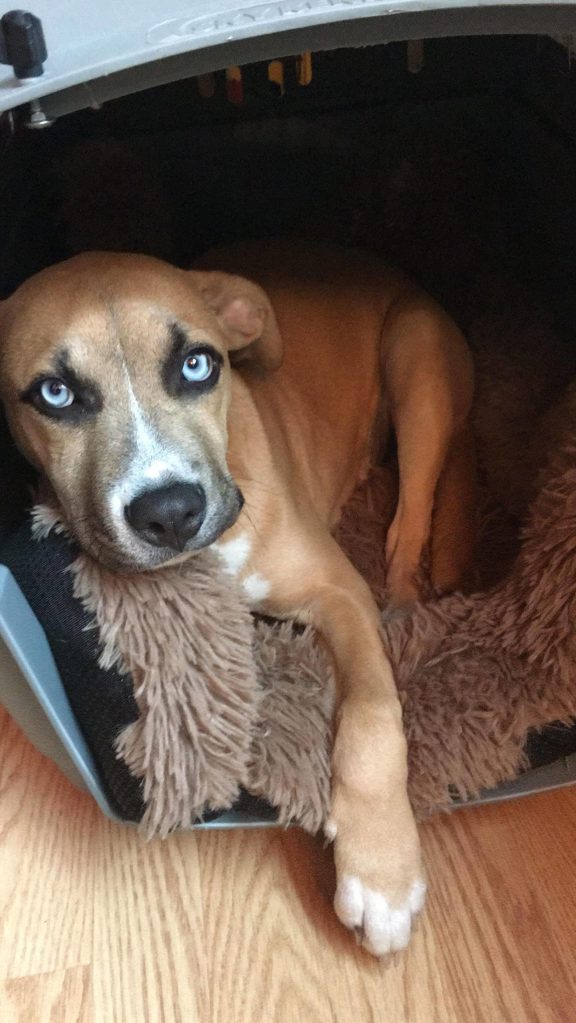 Hocus at home on Lopez.