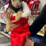 Misha in a stocking.