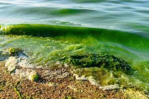 (niehs.nih.gov/Contributed photo)