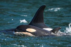 L125 pops its head out of the water as it swims alongside mother L86 on Feb. 17, 2021. (Center for Whale Research/Contributed photo)