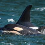 L125 pops its head out of the water as it swims alongside mother L86 on Feb. 17, 2021.