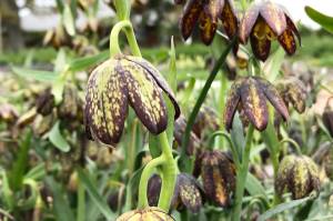 The San Juan County Land Bank/Contributed photo
Fritillaria affinis.
