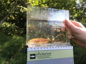 Contributed photo
This discussion will focus on what is known about this wild population and the challenges they face presently.