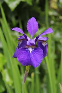 Treasures from previous garden tours. | Mandi Johnson/staff photos