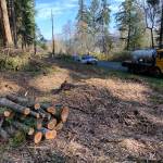 Contributed photo|OPALCO line clearing project on Squaw Bay Road, Shaw Island.