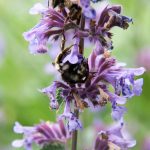 Mandi Johnson/staff photo