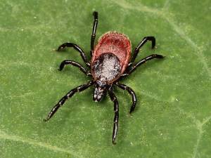 Contributed photo
Ixodes pacificus.