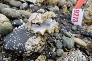 Doug Rogers, WDFW/Contributed photo
An example of oyster mortality.