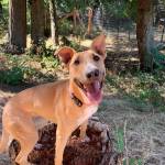 Contributed photo
Rani, a 1-year-old bull terrier mix.