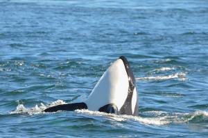 orca