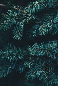 Photo by Annie Spratt on Unsplash.