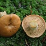 Courtesy photo// Orion Lekos.
Hedgehog mushrooms.