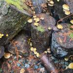 Sienna Boucher// staff photo.
Poisonous sulfur caps.