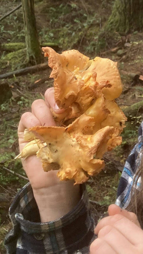 Sienna Boucher//staff photo.
Holding a chanterelle (photo not taken on San Juan Island).