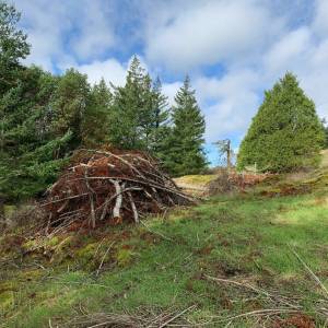 Turtleback