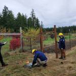 Contributed photo
Washington Conservation Corps crew members discuss the finer points of fence construction.