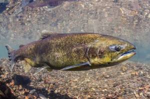 A Chinook salmon pictured in Oregons McKenzie River. This adult fish is shorter in length than its predecessors were.