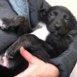 <strong>Colleen Smith/staff photo </strong>
<em>One of the litter mates. </em>