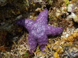 Contributed photo/Dark blue Ochre star.