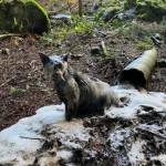 Contributed photo/A soapy rescue one year ago.