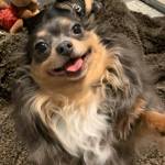 Contributed photo
Toby, the chihuahua.