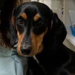 Contributed photo
Vinnie