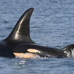 Contributed photo by the Center for Whale Research
Mother J37 with baby J59.