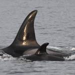 Mother J37 with baby J59 Contributed photo by the Center for Whale Research