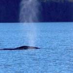 Contributed by Orca Network, photo by Katie Watkins Gray CRC185 and CRC723, Lucyfer