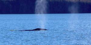Contributed by Orca Network, photo by Katie Watkins Gray CRC185 and CRC723, Lucyfer