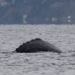 Contributed by Orca Network, photo by Jill Hein Gray
CRC53, Little Patch