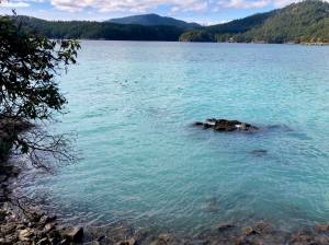 Mike OConnell/contributed photo
Herring spawn in Fishing Bay, Orcas.