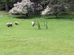 Contributed photo
An artistic interpretation of a bison (created by George Post) grazes peacefully with living sheep at Fowlers Corner on Orcas Island.