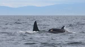 Contributed photo by the Center for Whale Research
K20 and K45