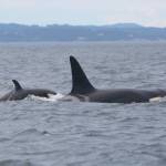 Contributed photo by the Center for Whale Research
 K20 and K45