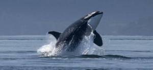 contributed photo by Wild Fish Conservancy
Southern Resident Killer Whale J19 “Sachi” in August 2022 in Puget Sound Photo: Wild Orca, Taken under NMFS permit # 26288, wildorca.org