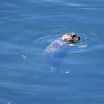 A harbor seal floats lethargically in the shallow waters near the site of the vessel sinking surrounded by a sheen of diesel fuel.