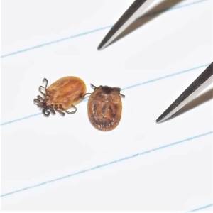 Contributed phoo by Kwiaht
Island black legged ticks