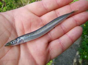 Contributed photo by Russel Barsh
Pacific Sand Lance.